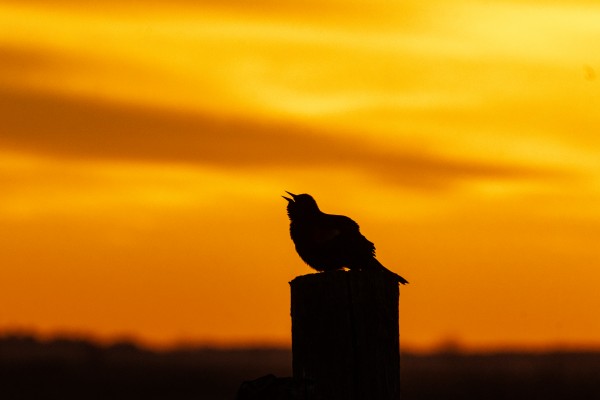 Redwing Blackbird at Sunrise by Joe Riederer